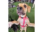Adopt Tulip a Tan/Yellow/Fawn Pit Bull Terrier / Mixed Breed (Medium) dog in