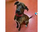 Adopt Tiana a Brindle - with White Pointer / Plott Hound dog in Accident