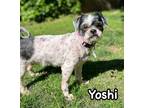 Adopt Yoshi a Black - with White Japanese Chin dog in Catoosa, OK (41275219)