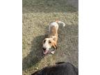 Adopt Sonia a Tan/Yellow/Fawn - with White Basset Hound / Mixed dog in Brewster