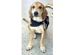 Adopt Tigger a Tan/Yellow/Fawn Labrador Retriever / Anatolian Shepherd dog in