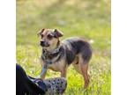 Adopt Cagney a Black Feist / Mixed Breed (Medium) dog in Whitestone