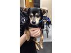 Adopt Simon~ a Miniature Pinscher / Mixed dog in Columbia, TN (40951114)