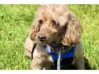 Adopt Clifford a Red/Golden/Orange/Chestnut Miniature Poodle / Mixed dog in East