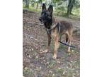 Adopt Bria - Located in Florida a Brown/Chocolate - with Black Belgian Malinois
