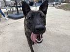 Adopt Luna - Located in Oklahoma a Black Dutch Shepherd / Mixed dog in Imlay
