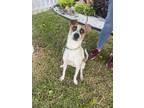 Adopt Nacho a White - with Brown or Chocolate Jack Russell Terrier dog in Gig