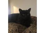 Adopt Nikki a Spotted Tabby/Leopard Spotted Domestic Mediumhair / Mixed cat in