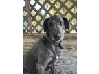 Adopt Mollie a Gray/Blue/Silver/Salt & Pepper Great Dane / Mixed dog in