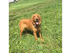 Adopt Harper a Red/Golden/Orange/Chestnut Golden Retriever / Mixed dog in