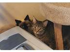 Adopt Working Cats a Domestic Shorthair / Mixed (long coat) cat in Billings
