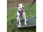 Adopt Constance a White - with Brown or Chocolate Jack Russell Terrier dog in