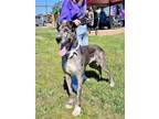Adopt Gray a Gray/Blue/Silver/Salt & Pepper Great Dane / Mixed dog in