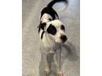 Adopt Angel a White - with Black American Staffordshire Terrier dog in