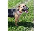 Adopt Daisy May a Black - with Tan, Yellow or Fawn German Shepherd Dog dog in
