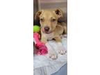 Adopt Trooper a Tan/Yellow/Fawn - with White Boxer / Labrador Retriever dog in