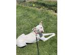 Adopt Piper a White Pit Bull Terrier dog in Springdale, PA (41334226)