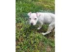 Adopt Pampy a White Staffordshire Bull Terrier dog in Wendell, NC (41445053)
