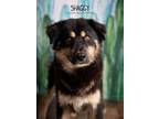 Adopt Shaggy a Black - with Brown, Red, Golden, Orange or Chestnut Border Collie