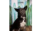 Adopt Giovanna a Black - with White Border Collie dog in Littleton
