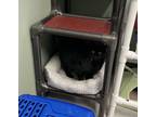 Adopt The Big Phoon a All Black Domestic Shorthair / Mixed cat in Houghton