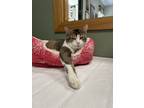 Adopt Phillip a Spotted Tabby/Leopard Spotted Domestic Shorthair / Mixed cat in