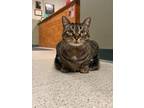 Adopt Purrnelopy a Spotted Tabby/Leopard Spotted Domestic Shorthair / Mixed cat