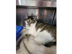 Adopt Junior a Spotted Tabby/Leopard Spotted Domestic Shorthair / Mixed cat in
