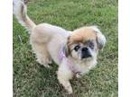 Adopt Blanche a Pekingese / Mixed dog in Atlanta, GA (41385015)