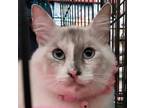 Adopt Mia and Luna - Bonded Pair a Cream or Ivory (Mostly) Siamese / Mixed