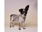 Adopt Pippi a Merle Rat Terrier / Mixed dog in Riverside, CA (41444971)