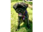 Adopt Katrina D5169 a Black Affenpinscher / Mixed dog in Fremont, CA (41427038)
