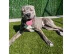 Adopt Mister Provolone a American Pit Bull Terrier / Mixed dog in Des Moines