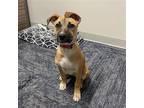Adopt Hikari (Firefly Pup) - Adopted! a Tan/Yellow/Fawn Wirehaired Fox Terrier /