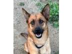 Adopt Cornelia a German Shepherd Dog / Border Collie / Mixed dog in Escondido