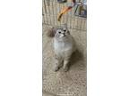 Adopt Wonton a Cream or Ivory Siamese (long coat) cat in Mesa, AZ (41031407)