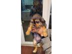 Adopt boots a Black - with Brown, Red, Golden, Orange or Chestnut Shih Tzu /