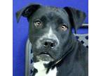 Adopt Bumblebee a Boxer / Pit Bull Terrier / Mixed dog in Midland, TX (40523082)