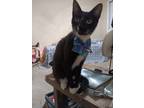 Adopt Tigger ,sweetness,babyg a Calico or Dilute Calico American Shorthair /