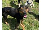 Adopt Rory a Rottweiler / Mixed dog in Cleveland, TN (40937152)