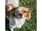 Adopt Darcy - Adopted! a Red/Golden/Orange/Chestnut Cavalier King Charles