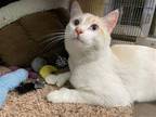 Adopt Digit a Orange or Red (Mostly) Siamese / Mixed (short coat) cat in Agoura