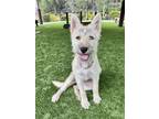 Adopt NINA a Tan/Yellow/Fawn Airedale Terrier / Terrier (Unknown Type