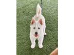Adopt RIRA a White Airedale Terrier / Terrier (Unknown Type