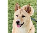 Adopt ANN a Tan/Yellow/Fawn Shiba Inu / Jindo / Mixed dog in Agoura Hills