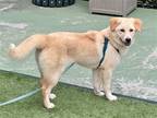 Adopt POOH a Tan/Yellow/Fawn Retriever (Unknown Type) / Shiba Inu / Mixed dog in