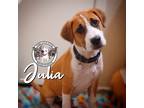 Adopt Julia Balbina a Brown/Chocolate Black Mouth Cur dog in Portland