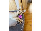 Adopt Marty a Labrador Retriever / Mixed dog in Orillia, ON (41191922)