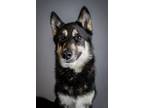 Adopt Timber a Siberian Husky / German Shepherd Dog / Mixed dog in Keswick