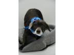 Adopt Mae a Gray/Blue/Silver/Salt & Pepper Norfolk Terrier / Mixed dog in Tracy
